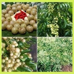 Cây Giống Móc Mật truyền hứng các món ngon 5