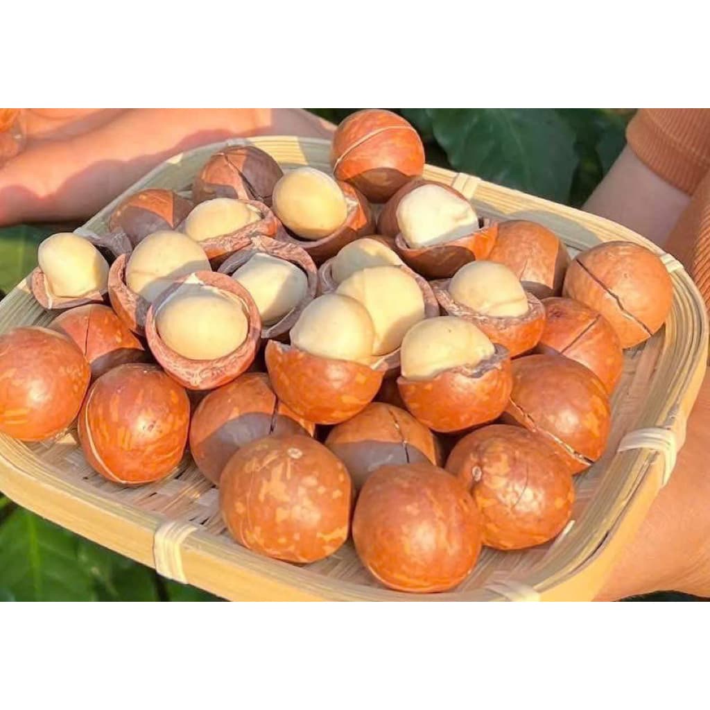 500Gr Hạt macca nứt vỏ size vip đóng hộp.
