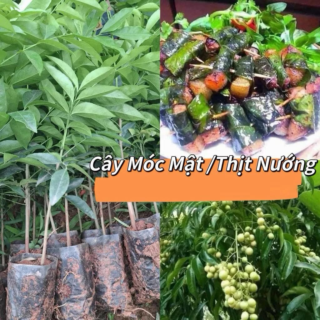 Cây Giống Móc Mật truyền hứng các món ngon