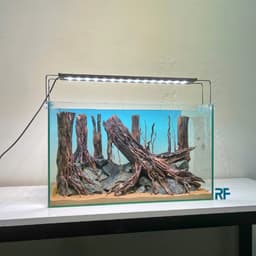 Layout Rừng Ver.20 | Nghệ Thuật Tái Tạo Cảnh Quan Tự Nhiên | Điểm Nhấn Cho Bể Cá | RF Aquarium 6