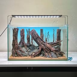 Layout Rừng Ver.20 | Nghệ Thuật Tái Tạo Cảnh Quan Tự Nhiên | Điểm Nhấn Cho Bể Cá | RF Aquarium 7