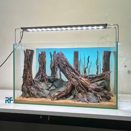 Layout Rừng Ver.20 | Nghệ Thuật Tái Tạo Cảnh Quan Tự Nhiên | Điểm Nhấn Cho Bể Cá | RF Aquarium 8