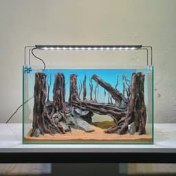 Layout Rừng Ver.19 | Nghệ Thuật Tái Tạo Cảnh Quan Tự Nhiên | Điểm Nhấn Cho Bể Cá | RF Aquarium 7