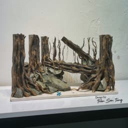 Layout Rừng Ver.19 | Nghệ Thuật Tái Tạo Cảnh Quan Tự Nhiên | Điểm Nhấn Cho Bể Cá | RF Aquarium 2