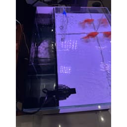 Combo Bể Cá Lọc Vách Kính Siêu Trong Trung Quốc 6 Ly Full Bơm, Matrix, Gòn Lọc, Đèn Kẹp S3 – Size 50/60cm 3