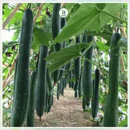 Hạt giống Bí Xanh ( Bí Sặt ) F1 Quả Dài Chịu Nhiệt, Siêu Thơm, Siêu Năng Suất - Hạt Giống Nhà Nông 1