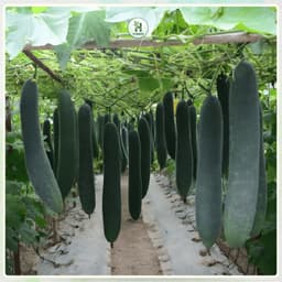 Hạt giống Bí Xanh ( Bí Sặt ) F1 Quả Dài Chịu Nhiệt, Siêu Thơm, Siêu Năng Suất - Hạt Giống Nhà Nông 2