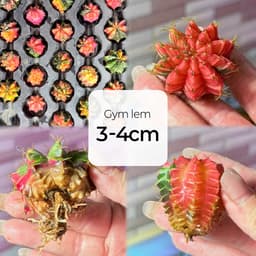 [mieugarden] Xương rồng gym lem màu đẹp 3-4cm 1