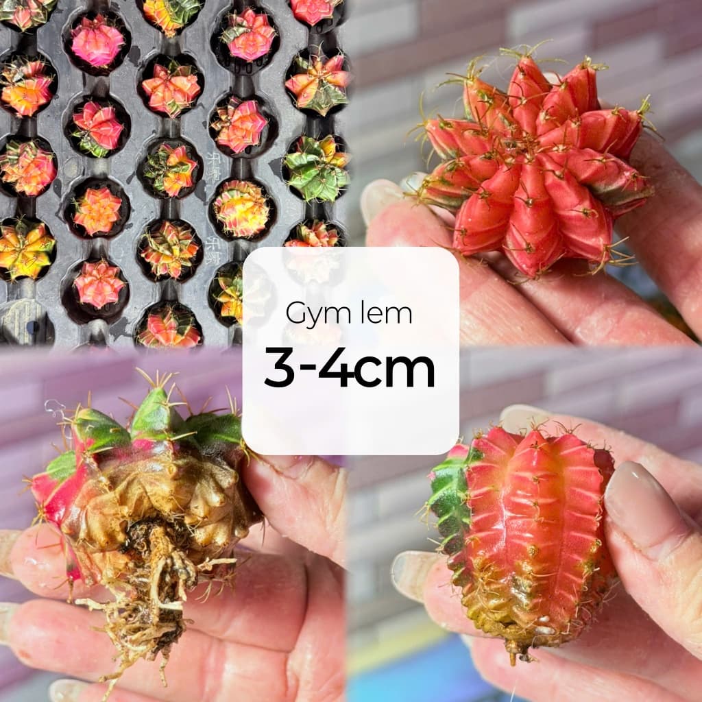 [mieugarden] Xương rồng gym lem màu đẹp 3-4cm