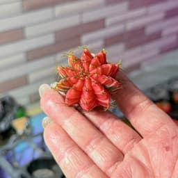 [mieugarden] Xương rồng gym lem màu đẹp 3-4cm 4