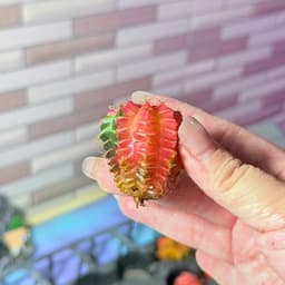 [mieugarden] Xương rồng gym lem màu đẹp 3-4cm 6