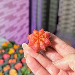[mieugarden] Xương rồng gym lem màu đẹp 3-4cm 7