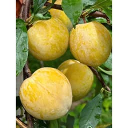 [HOẢ TỐC HCM] Mận cau cứng ngọt lịm thơm mùi mật ong thùng 2.5kg 4