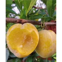 [HOẢ TỐC HCM] Mận cau cứng ngọt lịm thơm mùi mật ong thùng 2.5kg 3