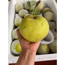 [HOẢ TỐC HCM] Lê xanh đường Hà Giang giòn ngọt thanh set 3kg 6