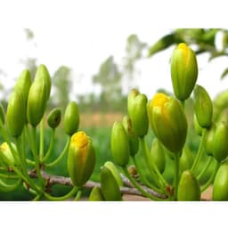 MP-SIÊU KÍCH NỤ MAI CHAI 100GR-SIÊU NỤ, SIÊU HOA( mua 1 tặng 1) 8
