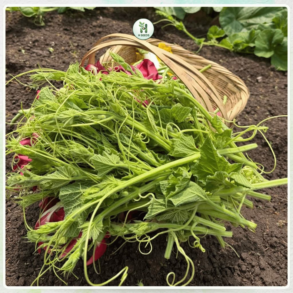 Hạt Giống Rau Bí Siêu Ngọn (Gói 20G~170 Hạt) F1 Thân Mập, Năng Suất Cao, Trồng Quanh Năm - Hạt Giống Nhà Nông