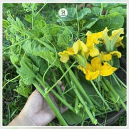 Hạt Giống Rau Bí Siêu Ngọn (Gói 20G~170 Hạt) F1 Thân Mập, Năng Suất Cao, Trồng Quanh Năm - Hạt Giống Nhà Nông 2