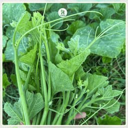 Hạt Giống Rau Bí Siêu Ngọn (Gói 20G~170 Hạt) F1 Thân Mập, Năng Suất Cao, Trồng Quanh Năm - Hạt Giống Nhà Nông 3