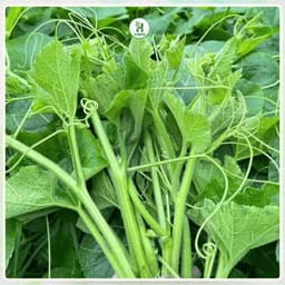 Hạt Giống Rau Bí Siêu Ngọn (Gói 20G~170 Hạt) F1 Thân Mập, Năng Suất Cao, Trồng Quanh Năm - Hạt Giống Nhà Nông 4
