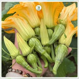 [Gói To 10g] Hạt giống Bí Siêu Nụ Cao Sản F1 Chịu Nhiệt, Siêu Năng Suất, Trồng Quanh Năm - Hạt Giống Nhà Nông 1