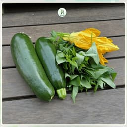 Hạt Giống Bí Ngòi Xanh Hàn Quốc F1 Siêu Dinh Dưỡng, Trái Dài, Năng Suất Cao, Trồng Suốt Năm - Hạt Giống Nhà Nông 4