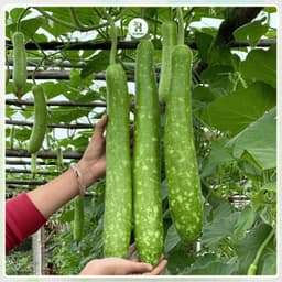 [ GÓI 10 HẠT ] Hạt Giống Bầu Sao F1 Siêu Trái, Chịu Nhiệt, Năng Suất Cao, Trồng Quanh Năm - Hạt Giống Nhà Nông 4