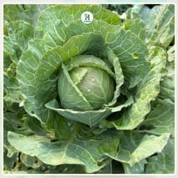 Hạt giống Bắp Cải Lai F1 Chịu Nhiệt, Trồng Quanh Năm, Kháng Sâu Bệnh, Năng Suất Cao - H Seeds 2