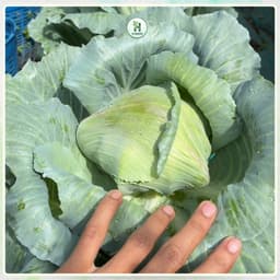 Hạt giống Bắp Cải Lai F1 Chịu Nhiệt, Trồng Quanh Năm, Kháng Sâu Bệnh, Năng Suất Cao - H Seeds 1