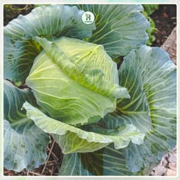 Hạt giống Bắp Cải Lai F1 Chịu Nhiệt, Trồng Quanh Năm, Kháng Sâu Bệnh, Năng Suất Cao - H Seeds 3