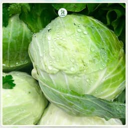 Hạt giống Bắp Cải Lai F1 Chịu Nhiệt, Trồng Quanh Năm, Kháng Sâu Bệnh, Năng Suất Cao - H Seeds 4