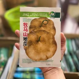 Hạt giống Củ Đậu Cao Sản F1 Chịu Nhiệt Dễ Trồng, Củ  To, Siêu Năng Suất, Trồng Quanh Năm - Hạt Giống Nhà Nông 2