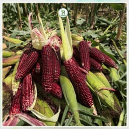 Hạt giống Ngô Tím (Bắp Tím) Thái Lan F1 Bắp To, Dễ Trồng, Tỷ Lệ Nảy Mầm Cao, Trồng Quanh Năm-Hạt Giống Nhà Nông 1