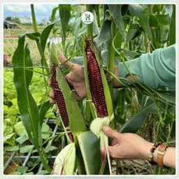 Hạt giống Ngô Tím (Bắp Tím) Thái Lan F1 Bắp To, Dễ Trồng, Tỷ Lệ Nảy Mầm Cao, Trồng Quanh Năm-Hạt Giống Nhà Nông 5