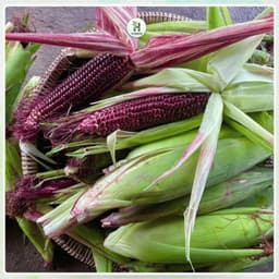 Hạt giống Ngô Tím (Bắp Tím) Thái Lan F1 Bắp To, Dễ Trồng, Tỷ Lệ Nảy Mầm Cao, Trồng Quanh Năm-Hạt Giống Nhà Nông 7