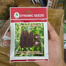 Hạt giống Ngô Tím (Bắp Tím) Thái Lan F1 Bắp To, Dễ Trồng, Tỷ Lệ Nảy Mầm Cao, Trồng Quanh Năm-Hạt Giống Nhà Nông 2