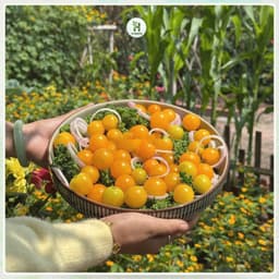 Hạt giống Cà Chua Bi Lùn Vàng F1 (Gói 200 Hạt) Siêu Sai Quả,chịu nhiệt, trồng quanh năm-Hạt Giống Nhà Nông 5
