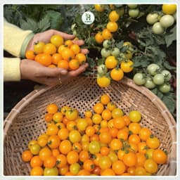 Hạt giống Cà Chua Bi Lùn Vàng F1 (Gói 200 Hạt) Siêu Sai Quả,chịu nhiệt, trồng quanh năm-Hạt Giống Nhà Nông 1