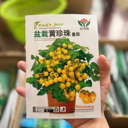 Hạt giống Cà Chua Bi Lùn Vàng F1 (Gói 200 Hạt) Siêu Sai Quả,chịu nhiệt, trồng quanh năm-Hạt Giống Nhà Nông 2