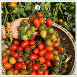 Hạt Giống Cà Chua Cherry Đỏ F1 (Gói 200 Hạt) Siêu Quả, chịu nhiệt, sinh trưởng tốt, trồng quanh năm-Hạt Giống Nhà Nông 1