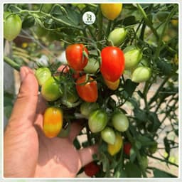 Hạt Giống Cà Chua Cherry Đỏ F1 (Gói 200 Hạt) Siêu Quả, chịu nhiệt, sinh trưởng tốt, trồng quanh năm-Hạt Giống Nhà Nông 4