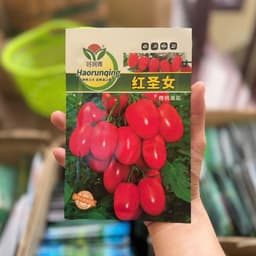 Hạt Giống Cà Chua Cherry Đỏ F1 (Gói 200 Hạt) Siêu Quả, chịu nhiệt, sinh trưởng tốt, trồng quanh năm-Hạt Giống Nhà Nông 2