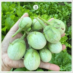 Hạt giống Cà Ngọt Siêu Trái F1 Siêu Quả, Chịu Nhiệt, Kháng Bệnh, Trồng Quanh Năm - Hạt Giống Nhà Nông 2