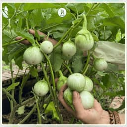 Hạt giống Cà Ngọt Siêu Trái F1 Siêu Quả, Chịu Nhiệt, Kháng Bệnh, Trồng Quanh Năm - Hạt Giống Nhà Nông 4