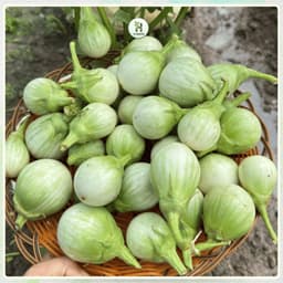 Hạt giống Cà Ngọt Siêu Trái F1 Siêu Quả, Chịu Nhiệt, Kháng Bệnh, Trồng Quanh Năm - Hạt Giống Nhà Nông 1