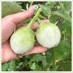 Hạt giống Cà Ngọt Siêu Trái F1 Siêu Quả, Chịu Nhiệt, Kháng Bệnh, Trồng Quanh Năm - Hạt Giống Nhà Nông 3
