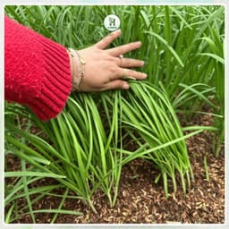 Hạt giống Hẹ Lá Cao Sản F1 Siêu Dinh Dưỡng, Chịu Nhiệt, Sinh Trưởng Tốt, Trồng Quanh Năm-Hạt Giống Nhà Nông 2