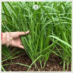 Hạt giống Hẹ Lá Cao Sản F1 Siêu Dinh Dưỡng, Chịu Nhiệt, Sinh Trưởng Tốt, Trồng Quanh Năm-Hạt Giống Nhà Nông 4