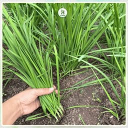 Hạt giống Hẹ Lá Cao Sản F1 Siêu Dinh Dưỡng, Chịu Nhiệt, Sinh Trưởng Tốt, Trồng Quanh Năm-Hạt Giống Nhà Nông 1