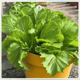 Hạt Giống Cải Bẹ Xanh Mỡ F1- chống sâu bệnh, chịu nhiệt, trồng quanh năm -Gói 2000 hạt 4